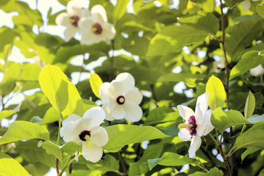 10 OYAMA MAGNOLIA TREE White Pink Flower Pink Pod Sieboldii Siebolds Shrub Seeds